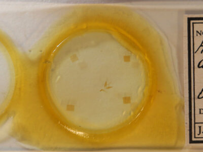 slide view of adult Hyperstrotia aetheria