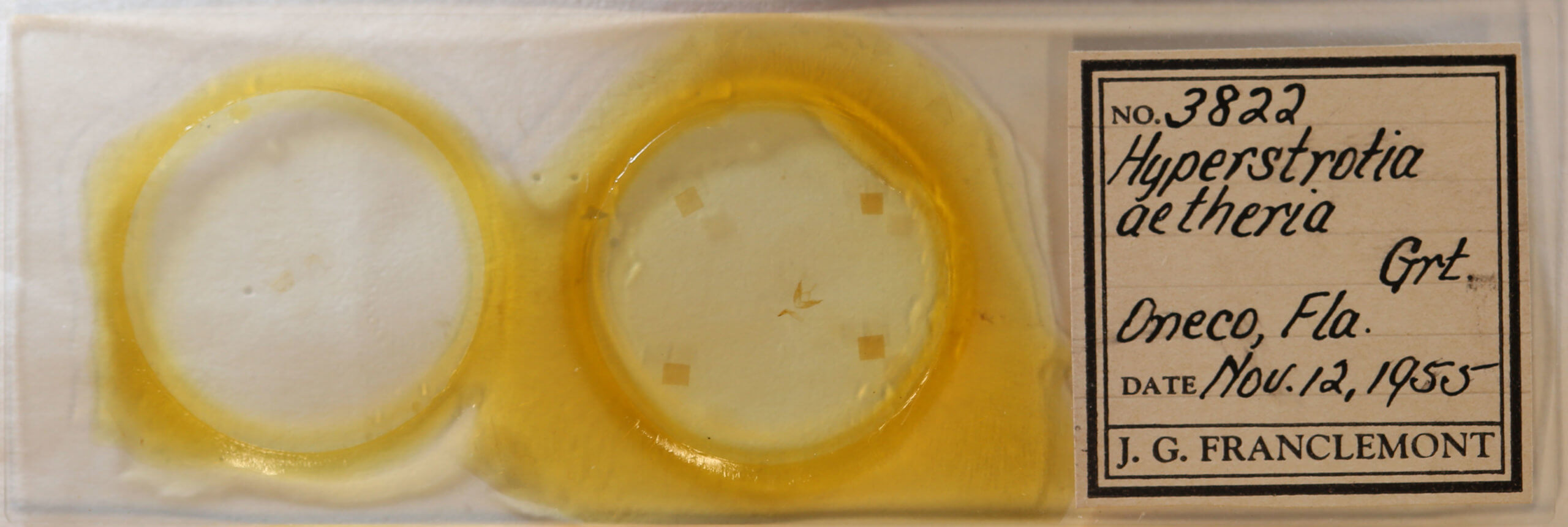 slide view of adult Hyperstrotia aetheria