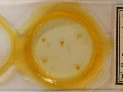 slide view of adult Hyperstrotia aetheria