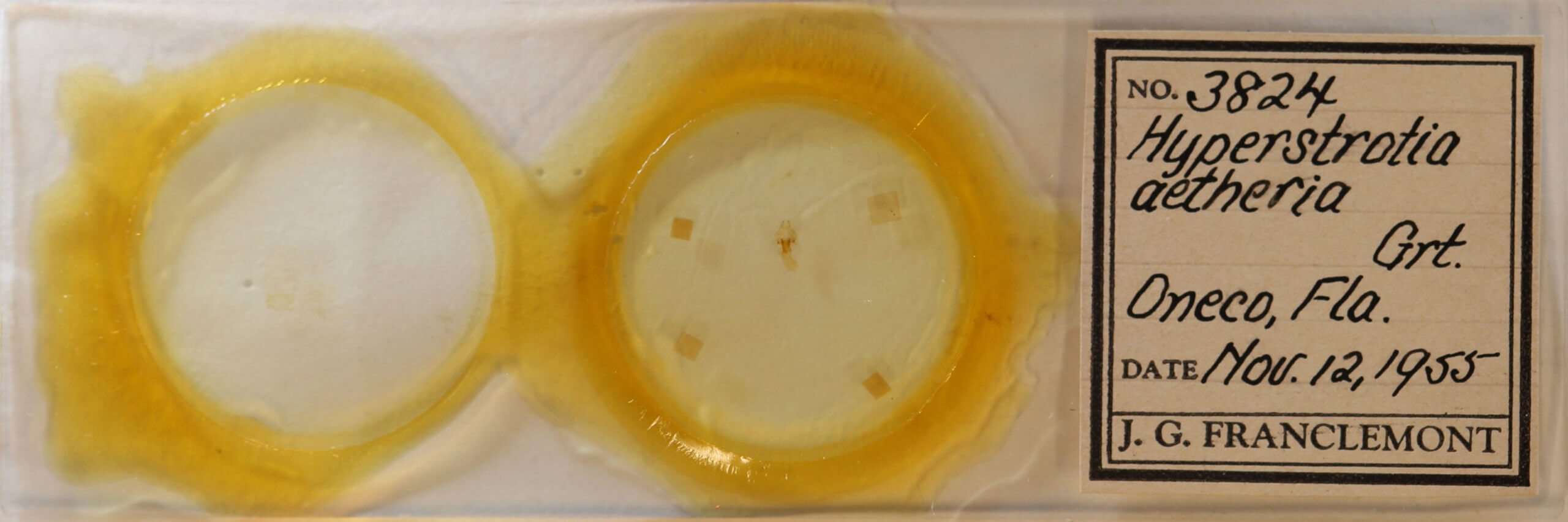 slide view of adult Hyperstrotia aetheria