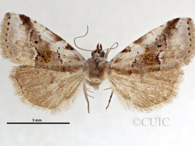 dorsal view of adult Hyperstrotia aetheria