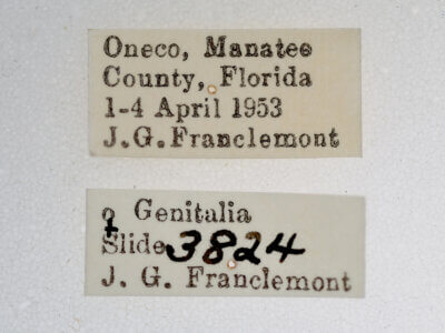 label view of adult Hyperstrotia aetheria