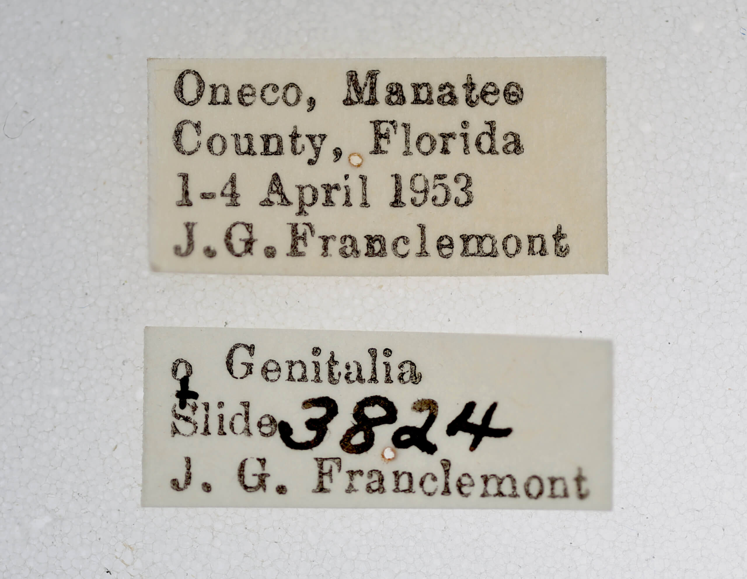 label view of adult Hyperstrotia aetheria