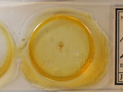 slide view of adult Hyperstrotia pervertens