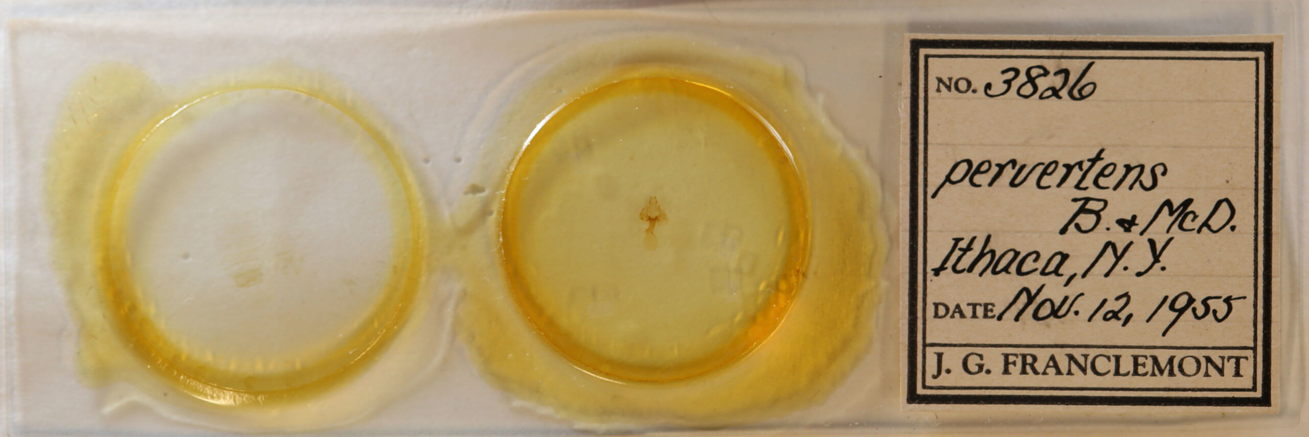 slide view of adult Hyperstrotia pervertens