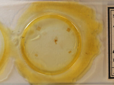 slide view of adult Hyperstrotia aetheria