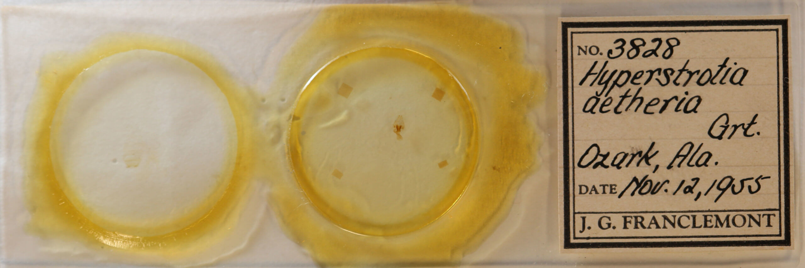 slide view of adult Hyperstrotia aetheria