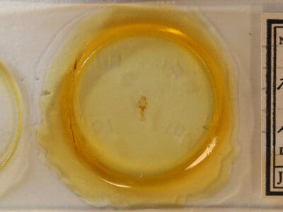 slide view of adult Hyperstrotia flaviguttata