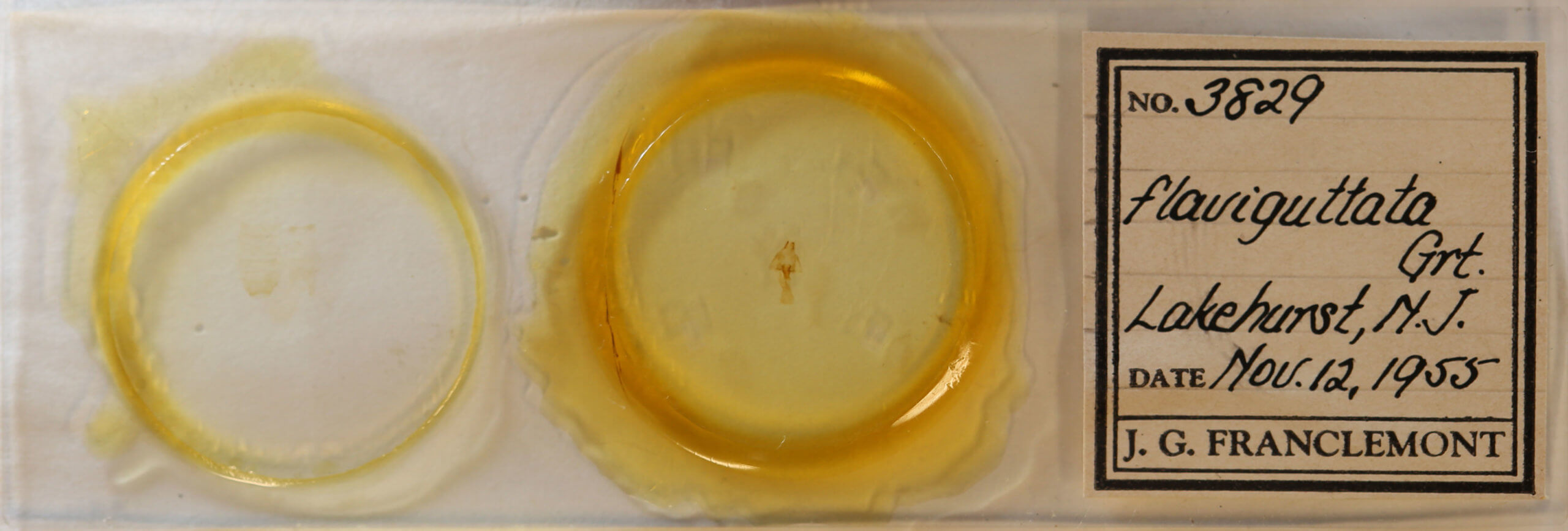 slide view of adult Hyperstrotia flaviguttata