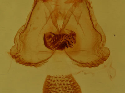 genitalia view of adult Cisthene packardii