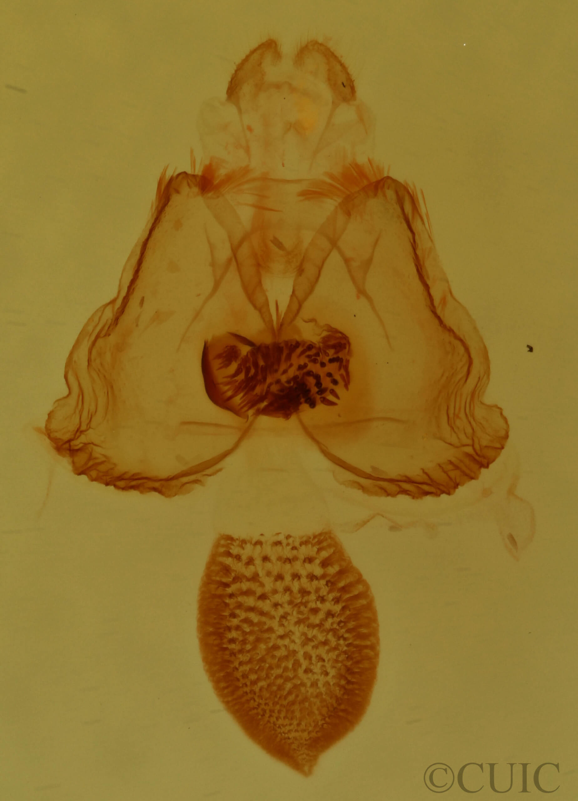 genitalia view of adult Cisthene packardii