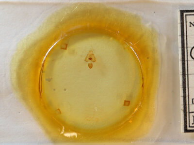 slide view of adult Cisthene packardii