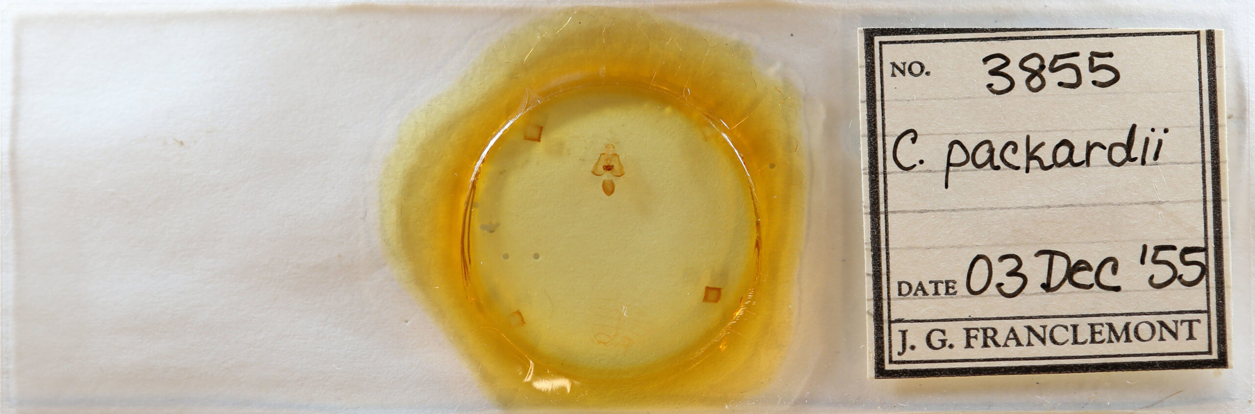 slide view of adult Cisthene packardii