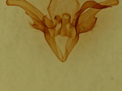 genitalia view of adult Euclidia dentata