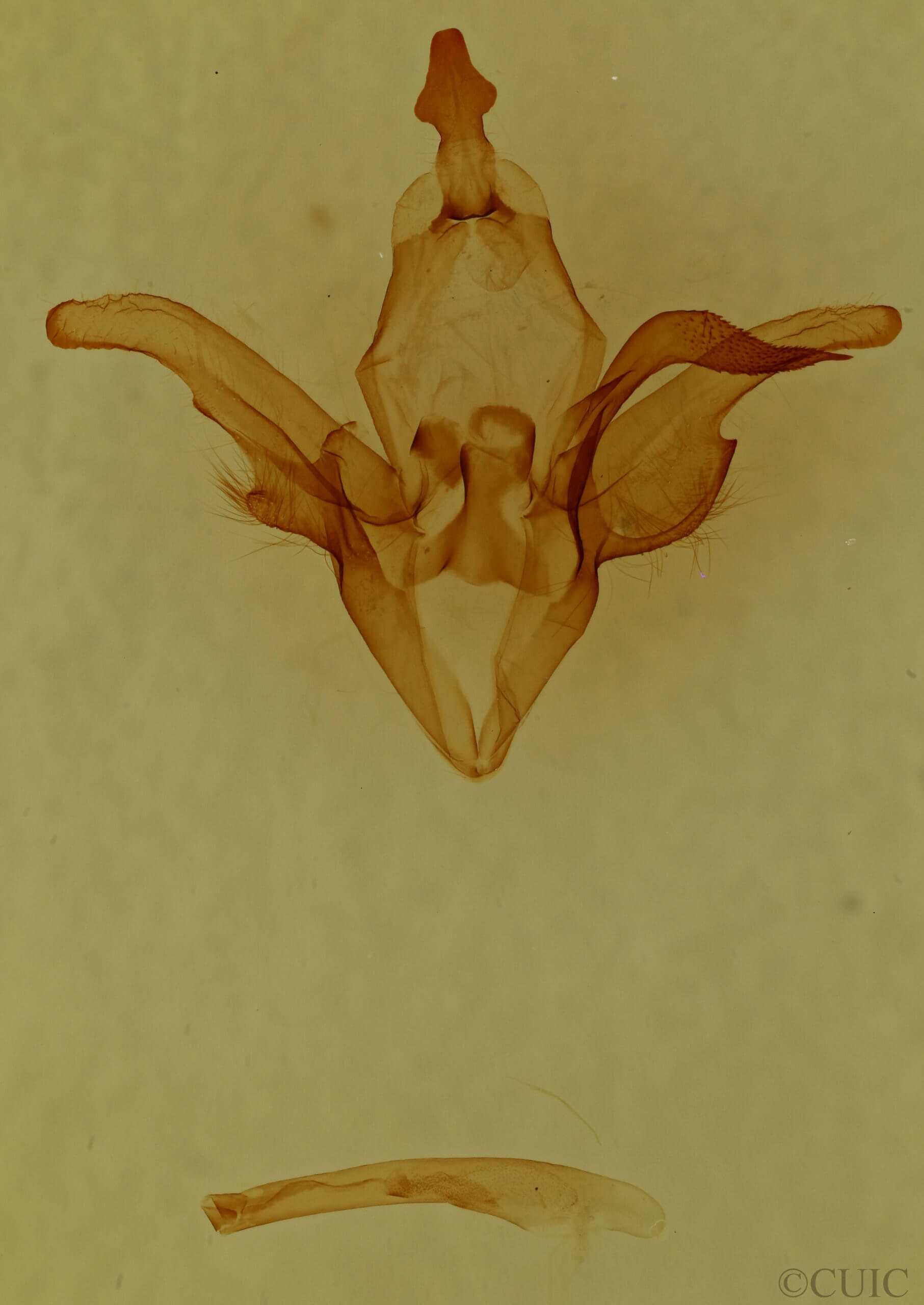 genitalia view of adult Euclidia dentata