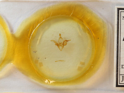 slide view of adult Euclidia dentata