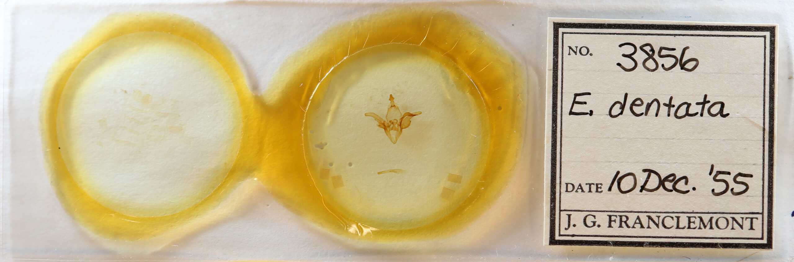 slide view of adult Euclidia dentata