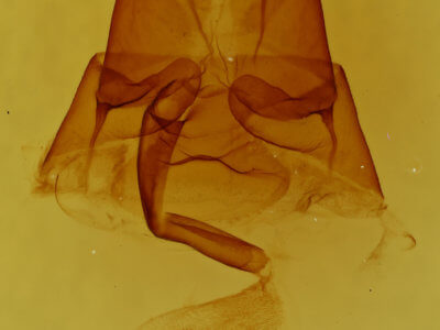 genitalia view of adult Euclidia dentata