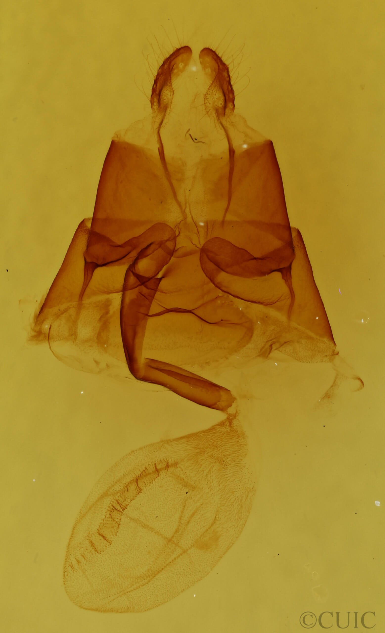 genitalia view of adult Euclidia dentata