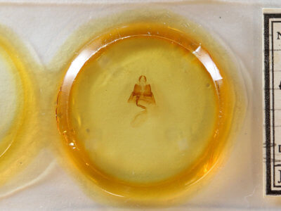 slide view of adult Euclidia dentata