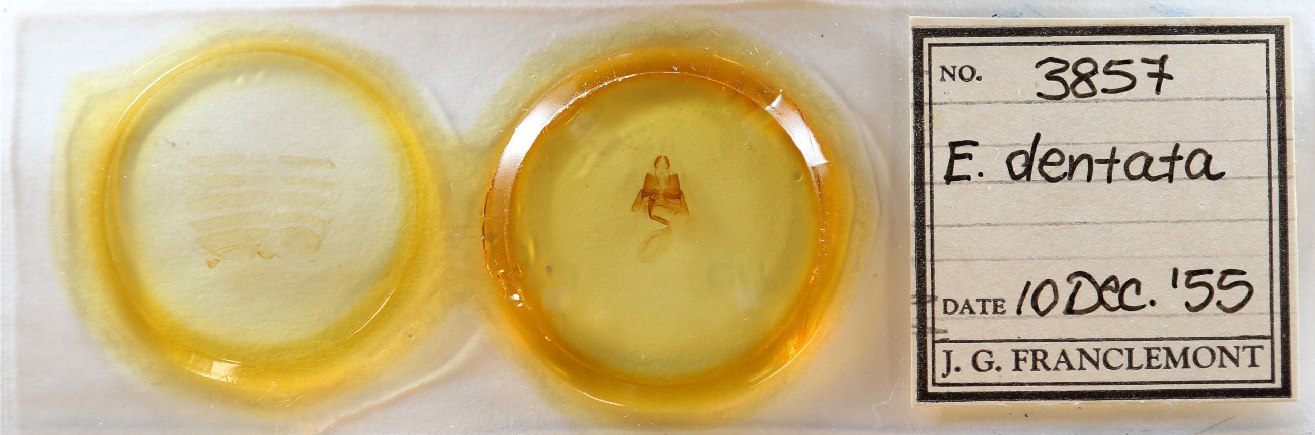 slide view of adult Euclidia dentata