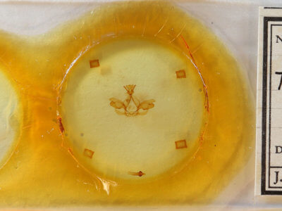 slide view of adult Togepteryx velutina