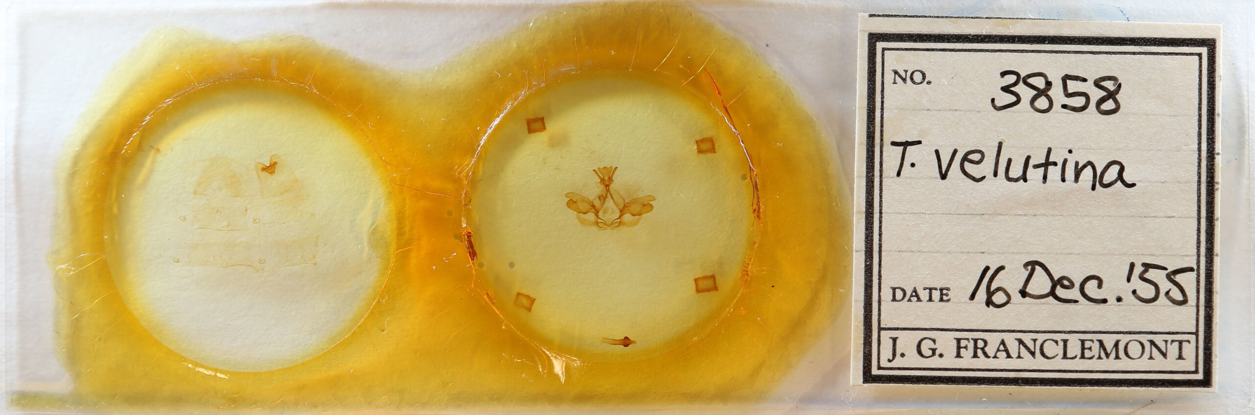 slide view of adult Togepteryx velutina