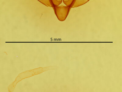 genitalia view of adult Janaesia antarctica