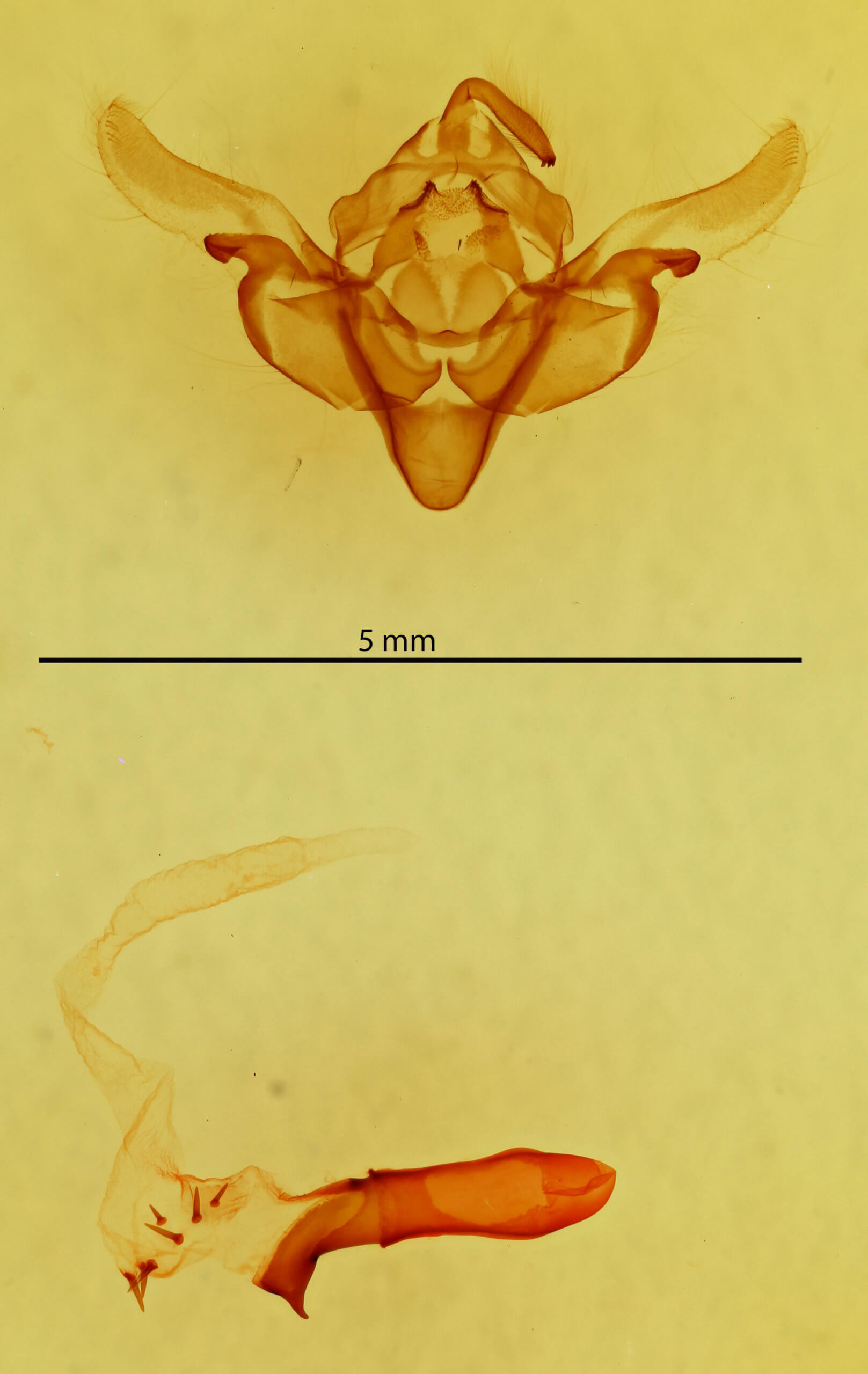 genitalia view of adult Janaesia antarctica