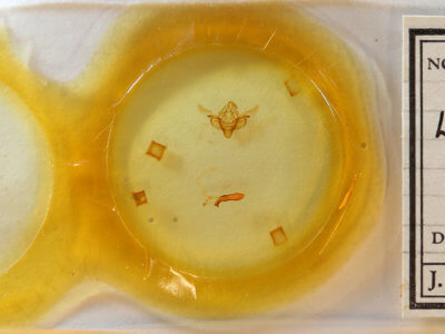 slide view of adult Janaesia antarctica