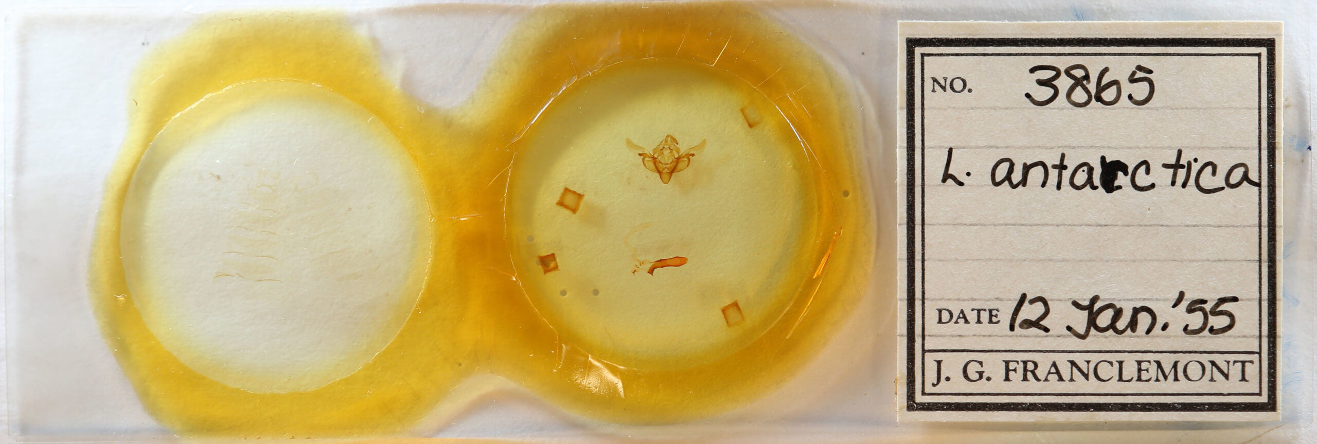 slide view of adult Janaesia antarctica