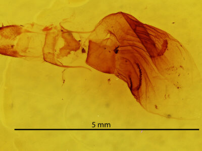 genitalia view of adult Hypoprepia fucosa