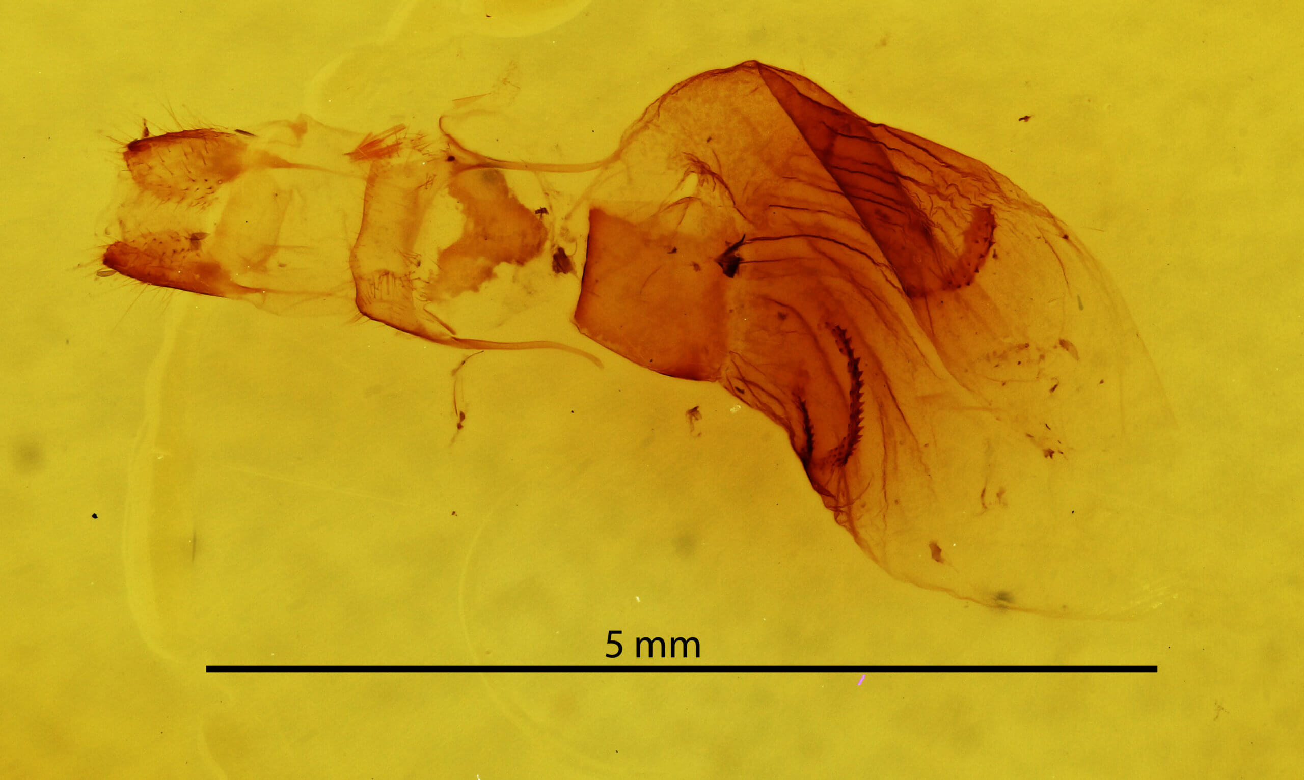 genitalia view of adult Hypoprepia fucosa
