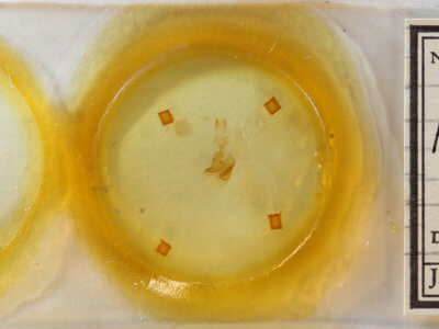 slide view of adult Hypoprepia fucosa