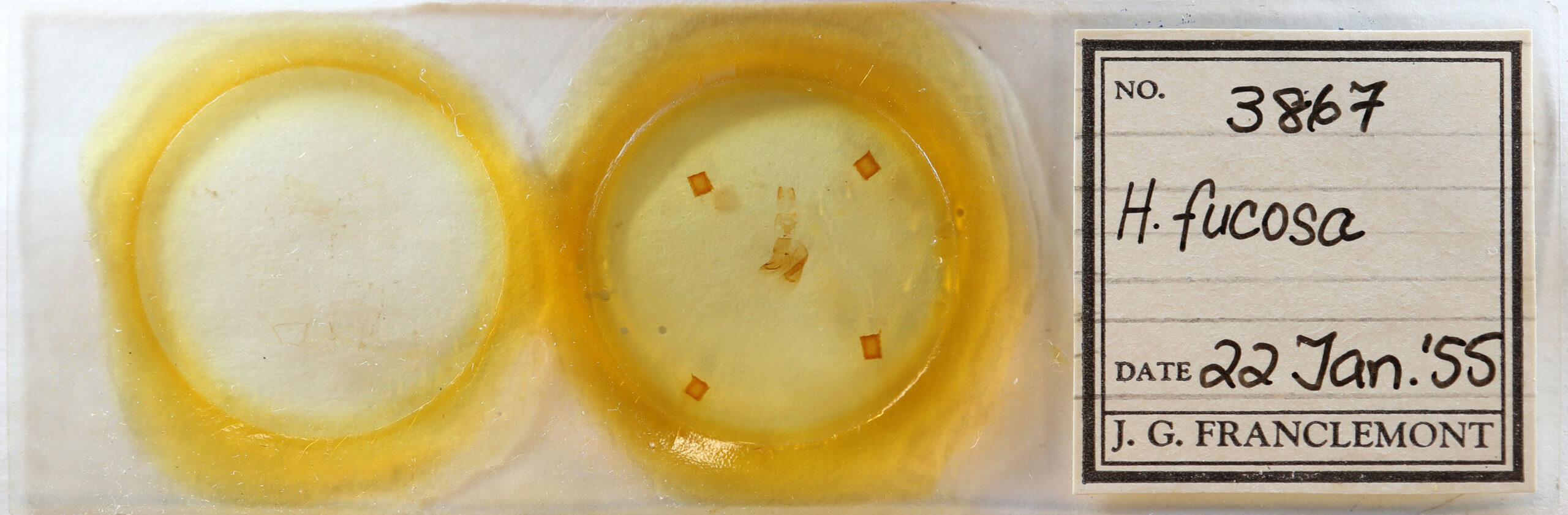 slide view of adult Hypoprepia fucosa