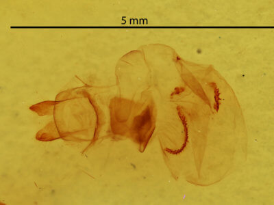 genitalia view of adult Hypoprepia miniata