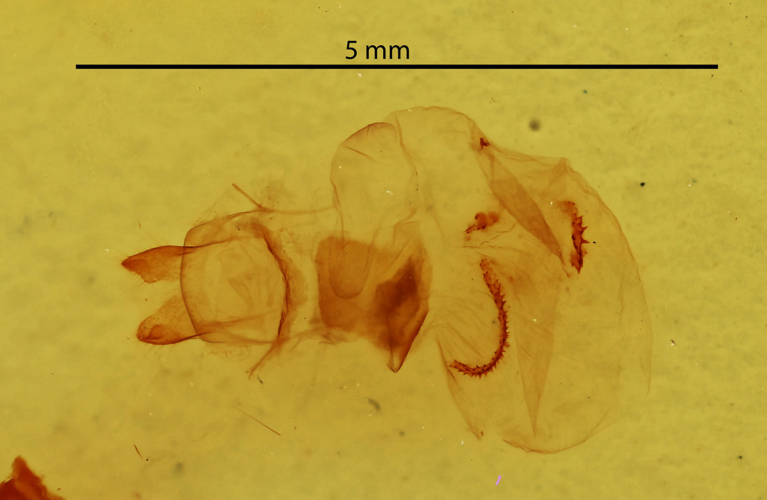genitalia view of adult Hypoprepia miniata