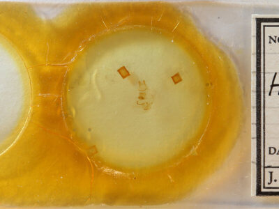 slide view of adult Hypoprepia miniata