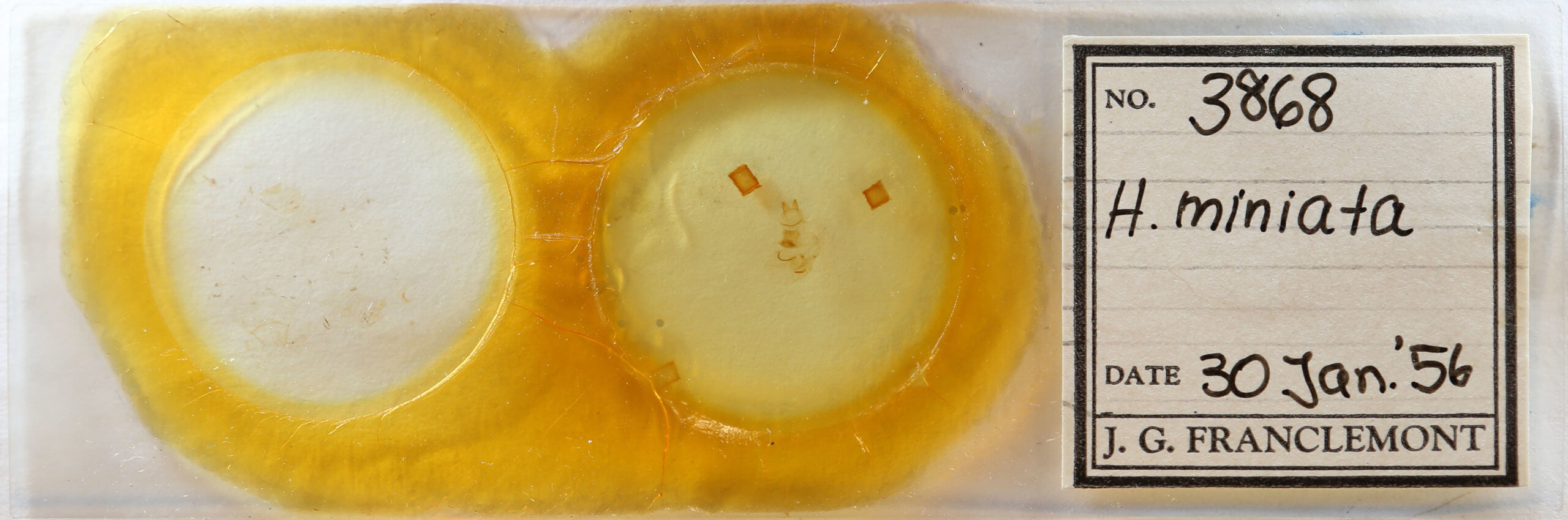 slide view of adult Hypoprepia miniata