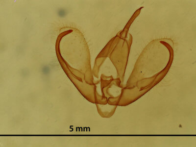 genitalia view of adult Crambidia pura