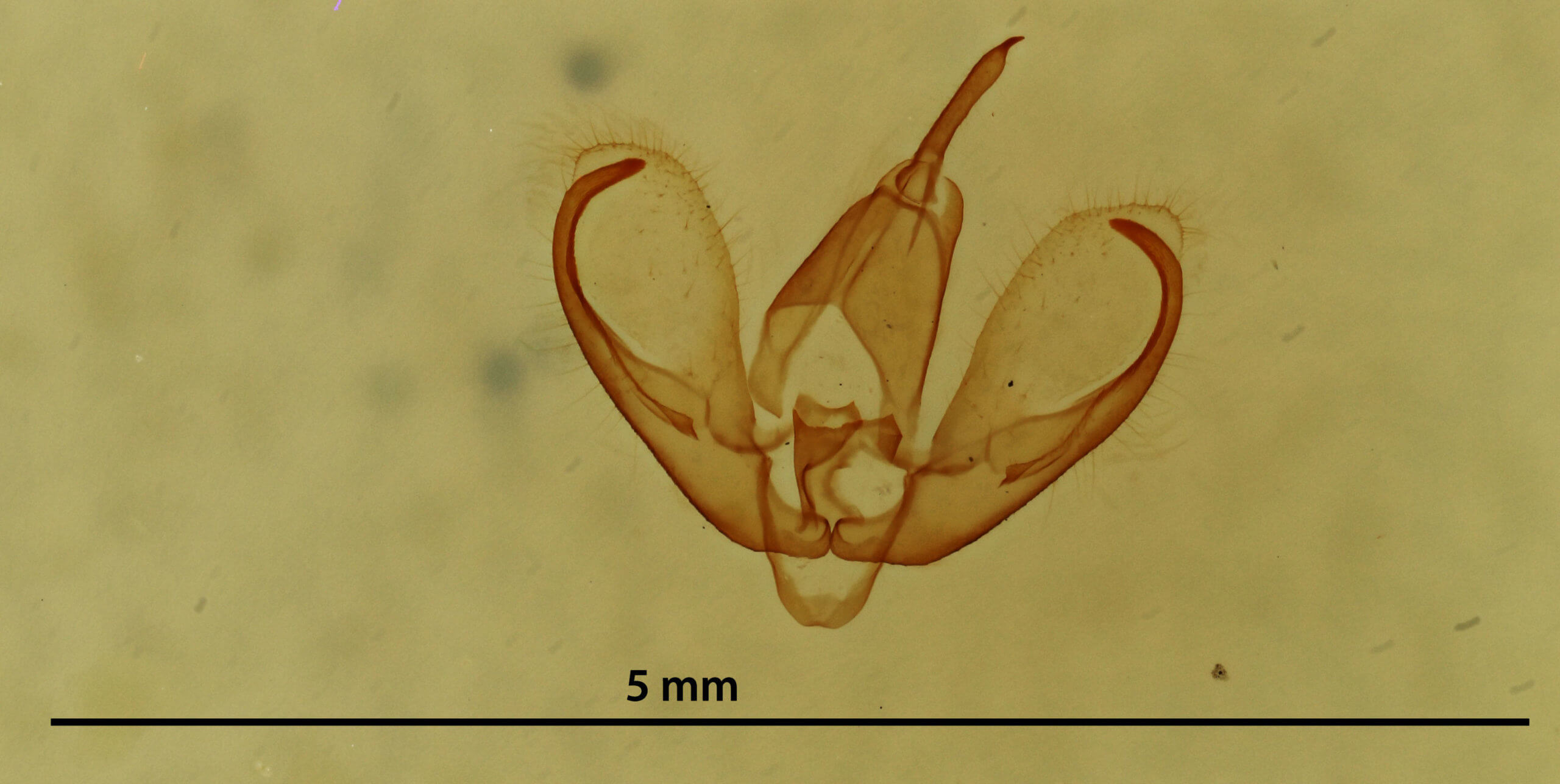 genitalia view of adult Crambidia pura
