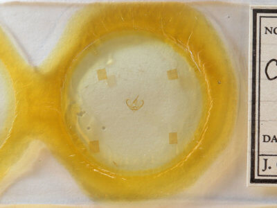 slide view of adult Crambidia pura