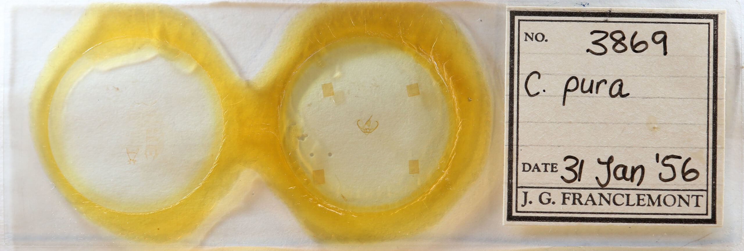 slide view of adult Crambidia pura