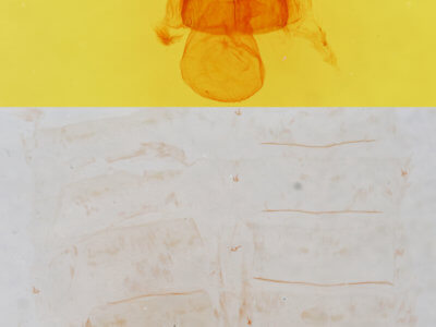 genitalia view of adult Crambidia pura