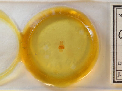 slide view of adult Crambidia pura