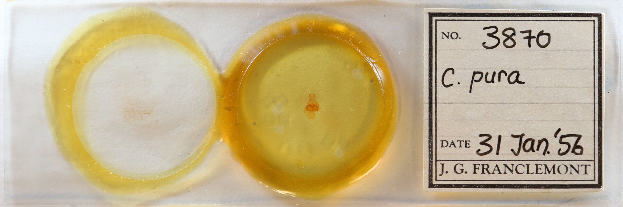 slide view of adult Crambidia pura