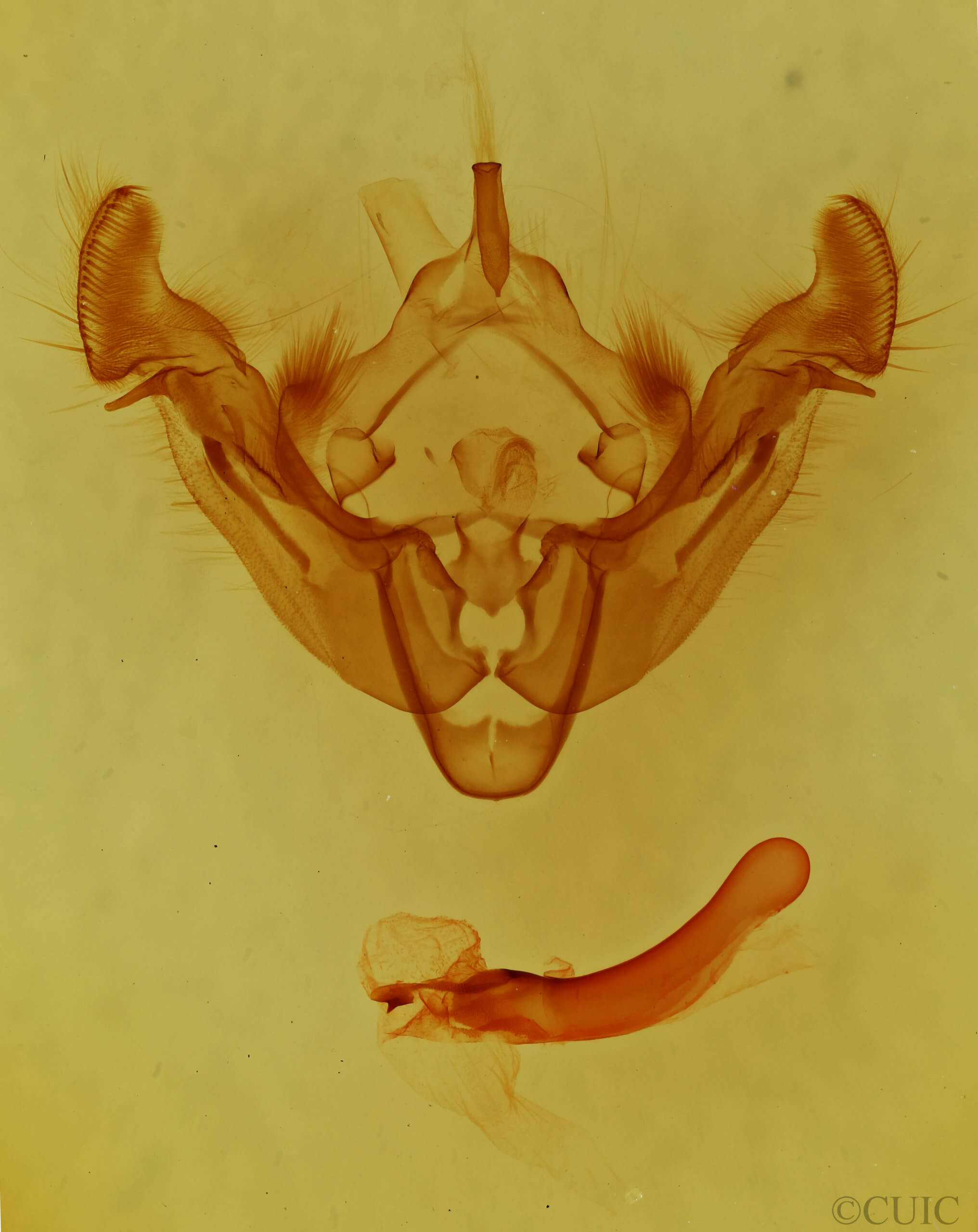 genitalia view of adult Apamea fergusoni