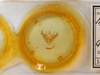 slide view of adult Apamea fergusoni