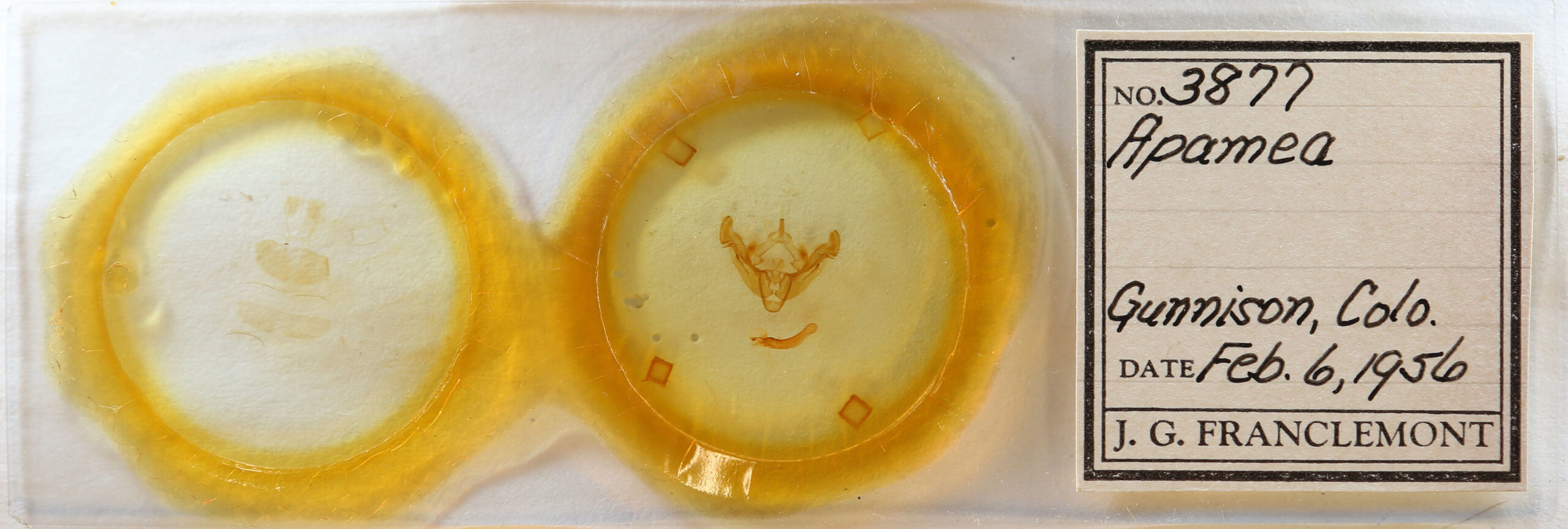 slide view of adult Apamea fergusoni