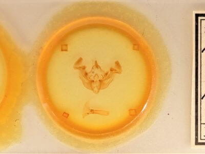 slide view of adult Apamea zeta exulis